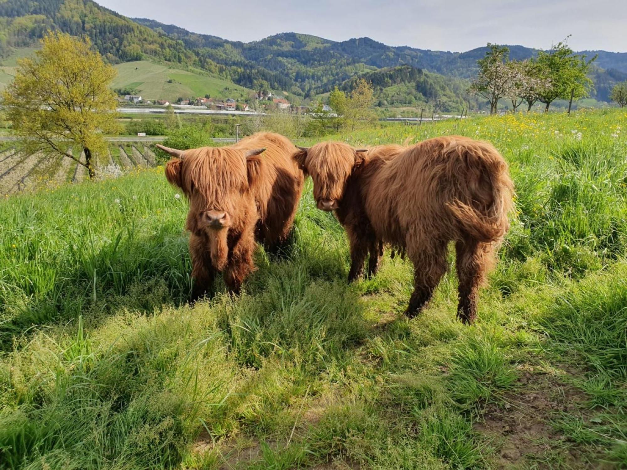 Ferienhof Vordere Alm Oberkirch  Eksteriør billede